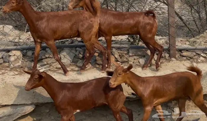 جفار دهم تاسيس مراح 3