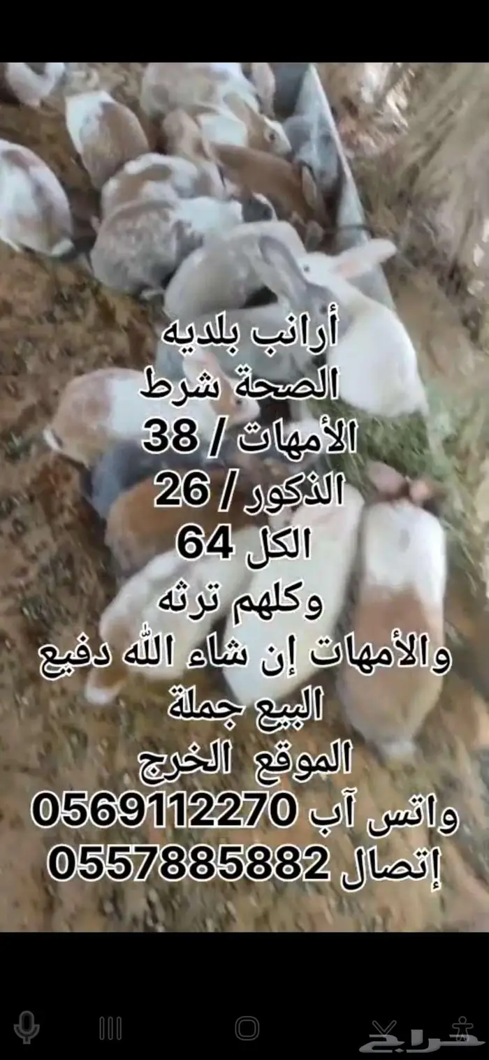أرانب بلديه منتجه الخرج 0