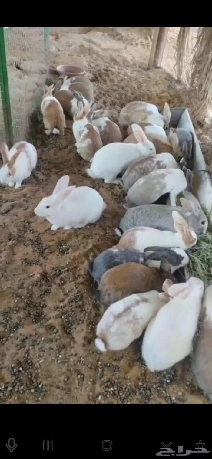 أرانب بلديه منتجه الخرج 1