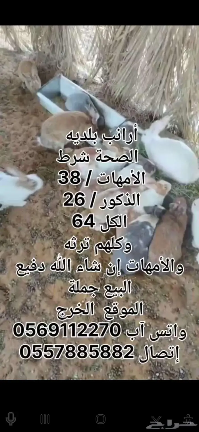 أرانب بلديه منتجه الخرج 2