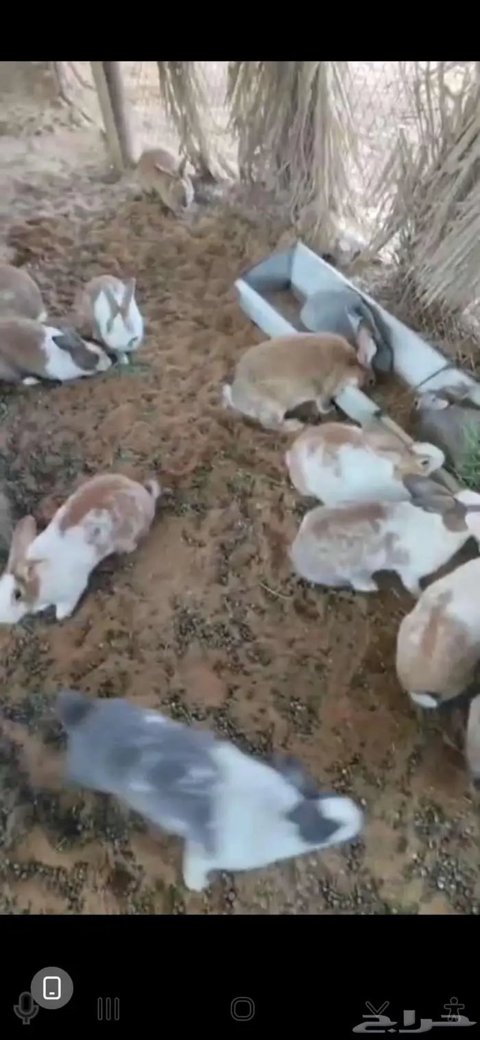 أرانب بلديه منتجه الخرج 3
