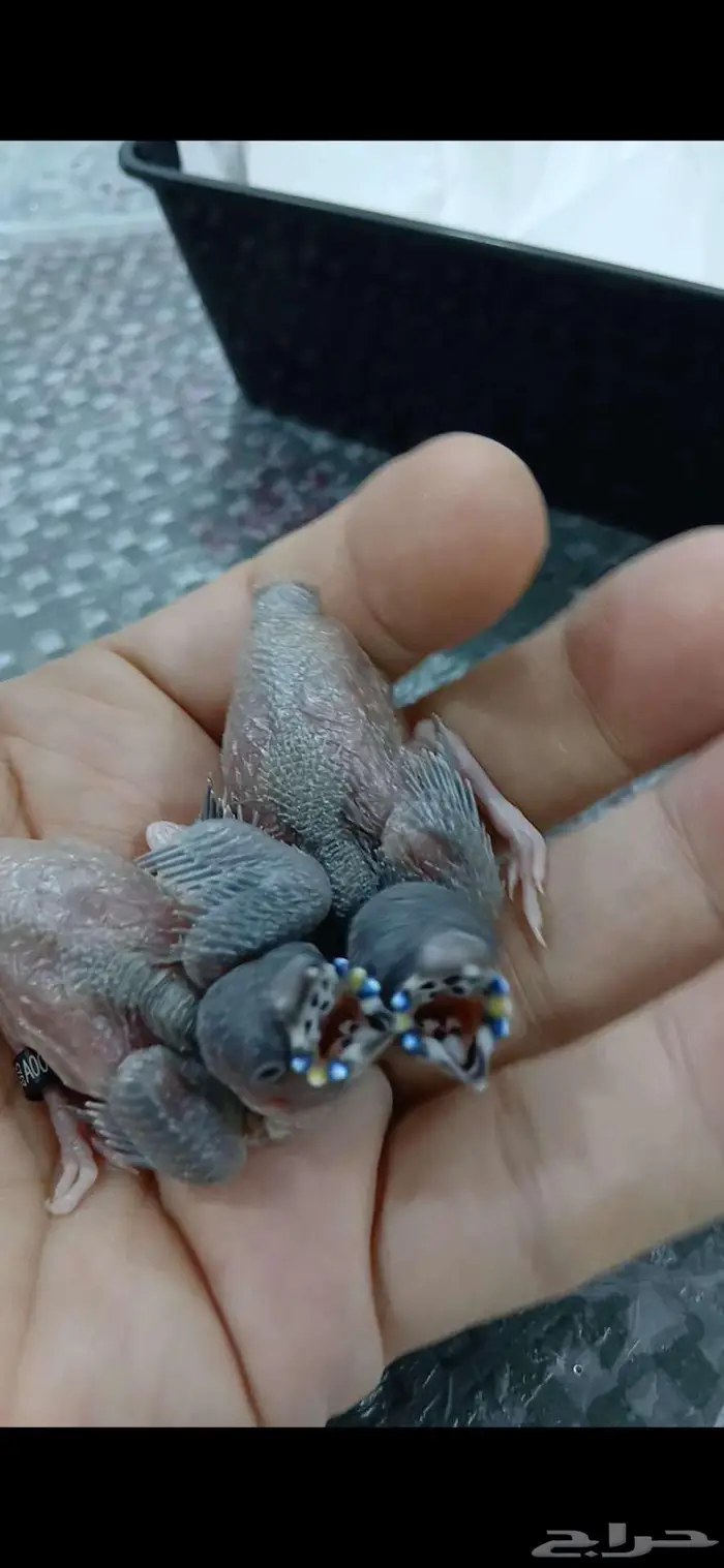 فروخ قولديان فينش غر ذكور 0