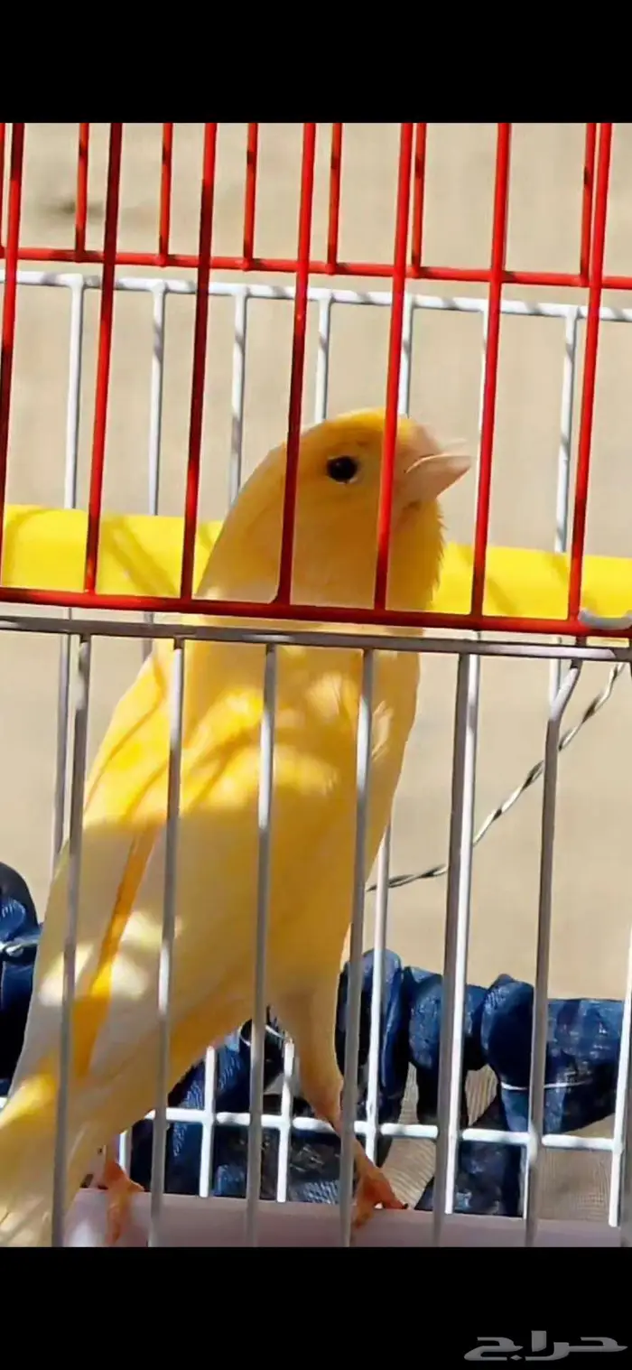 كناري مغرد 0