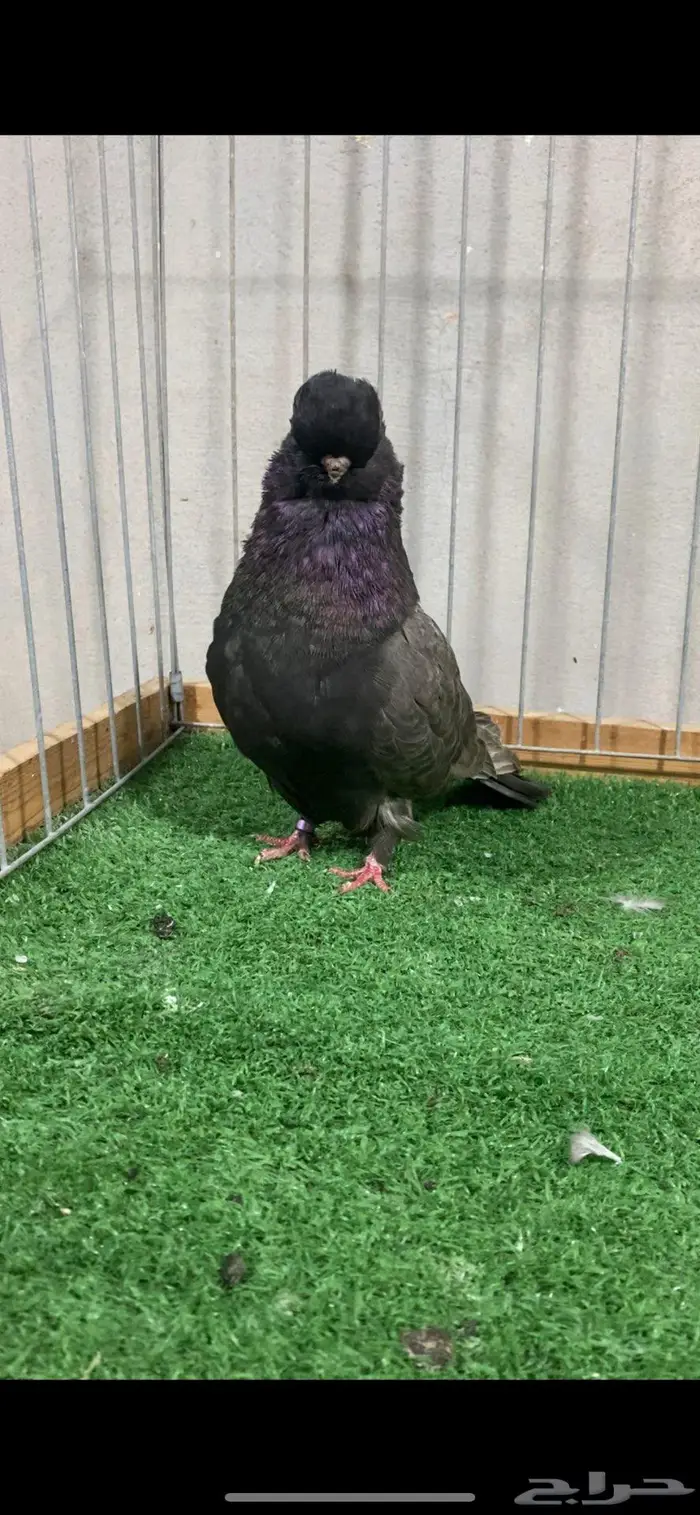 نثيه لونق فيس كلين 0