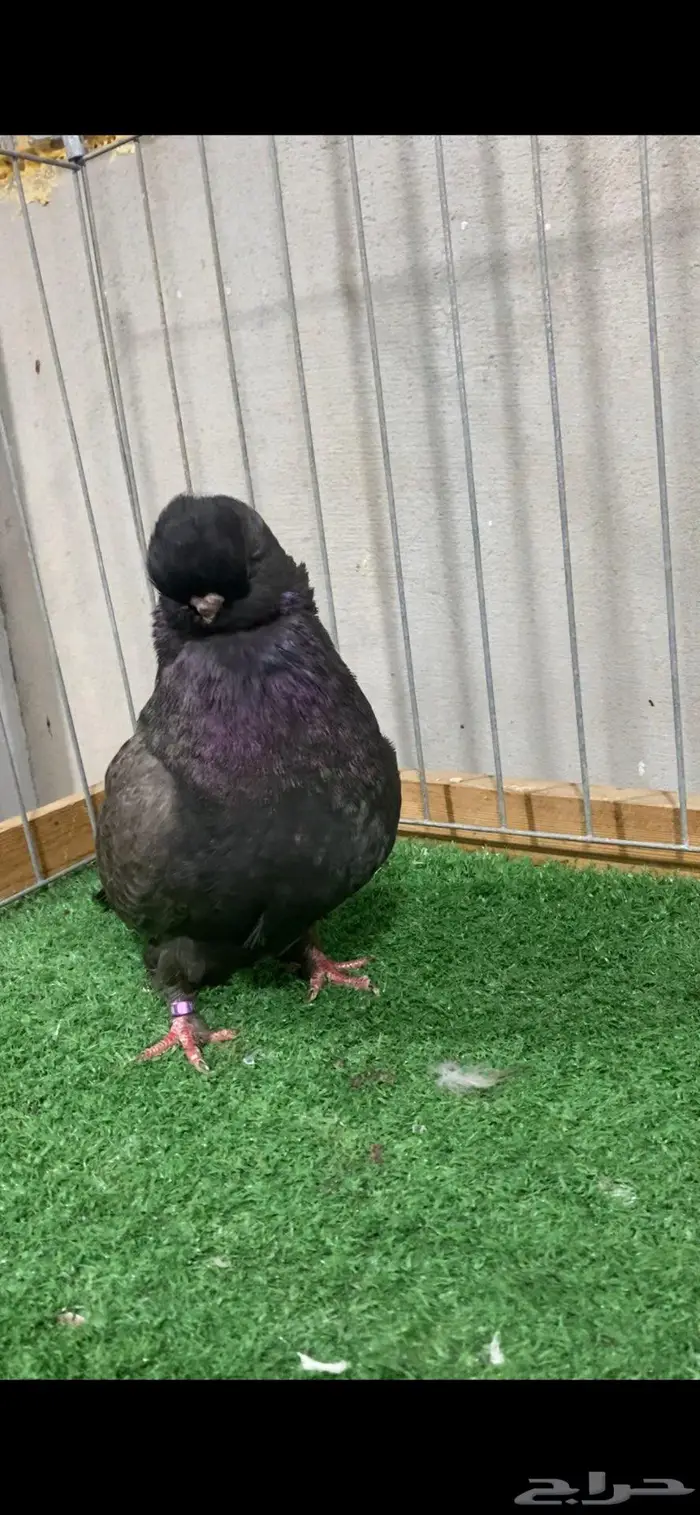 نثيه لونق فيس كلين 1