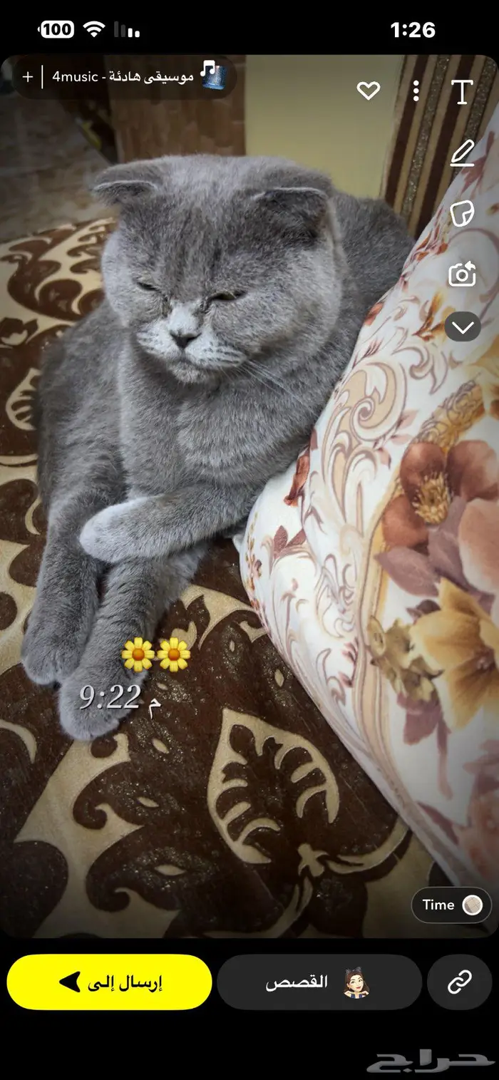 قطه للتزواج 0