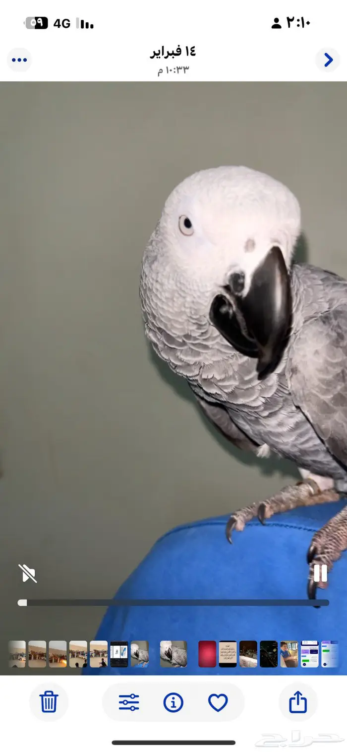 ببغاء كاسكو مفقود 1