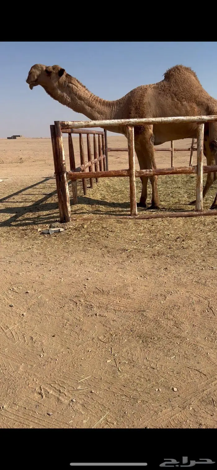 ماشاءالله للبيع الفحل طيب منتج 0