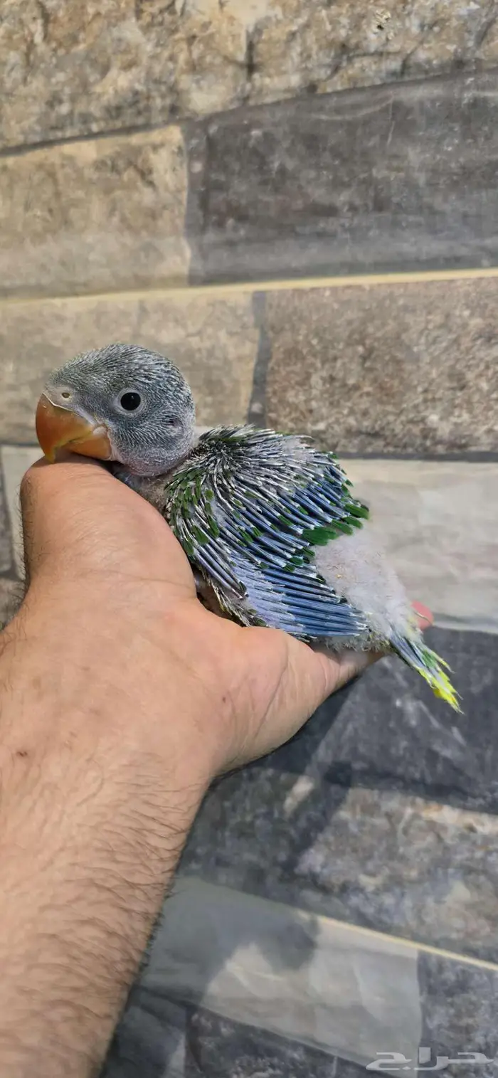 فرخ دره نيبالي 0