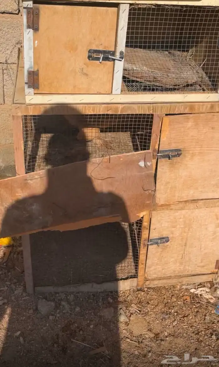 دجاج للبيع 2