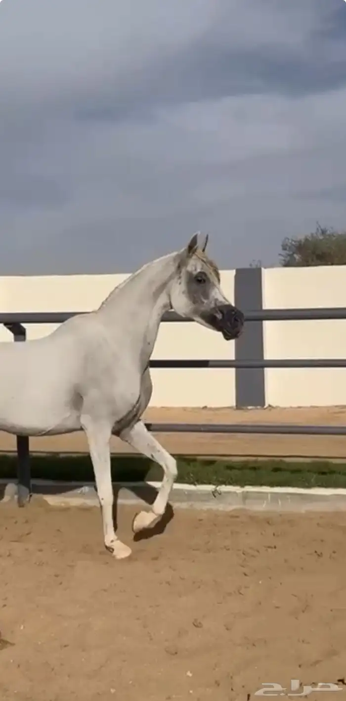 فرس واهو مكس فاخرة الطول 158 ولقاح 6 شهور 0