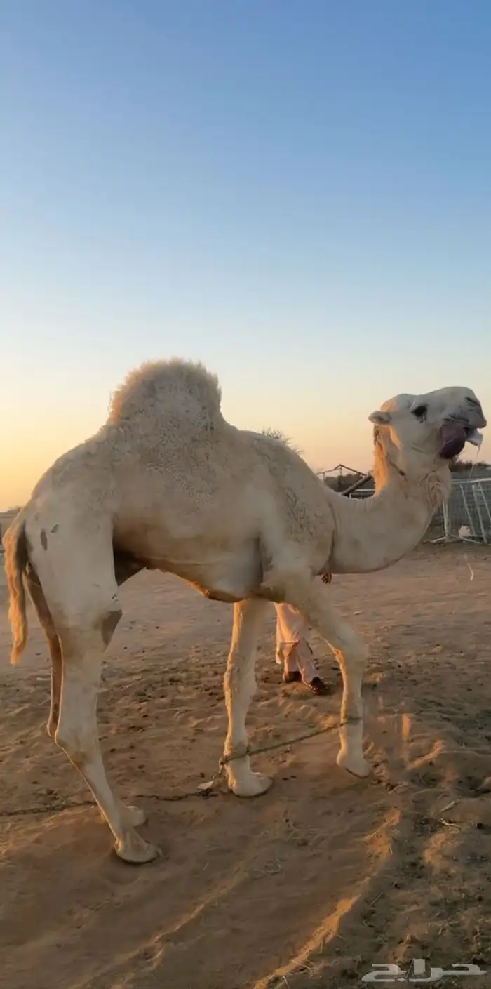 جمل للبيع 3
