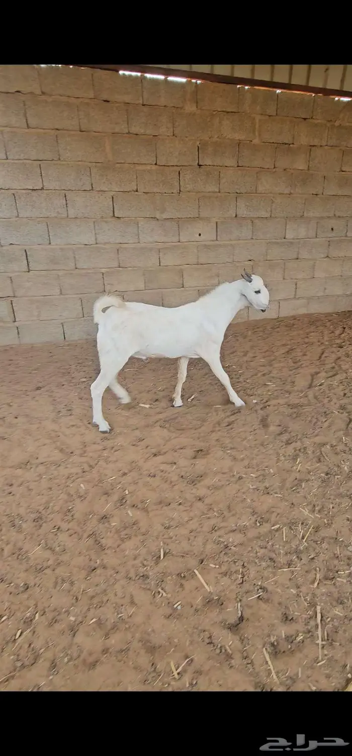 مشروع فحل بيشي فاخر 1