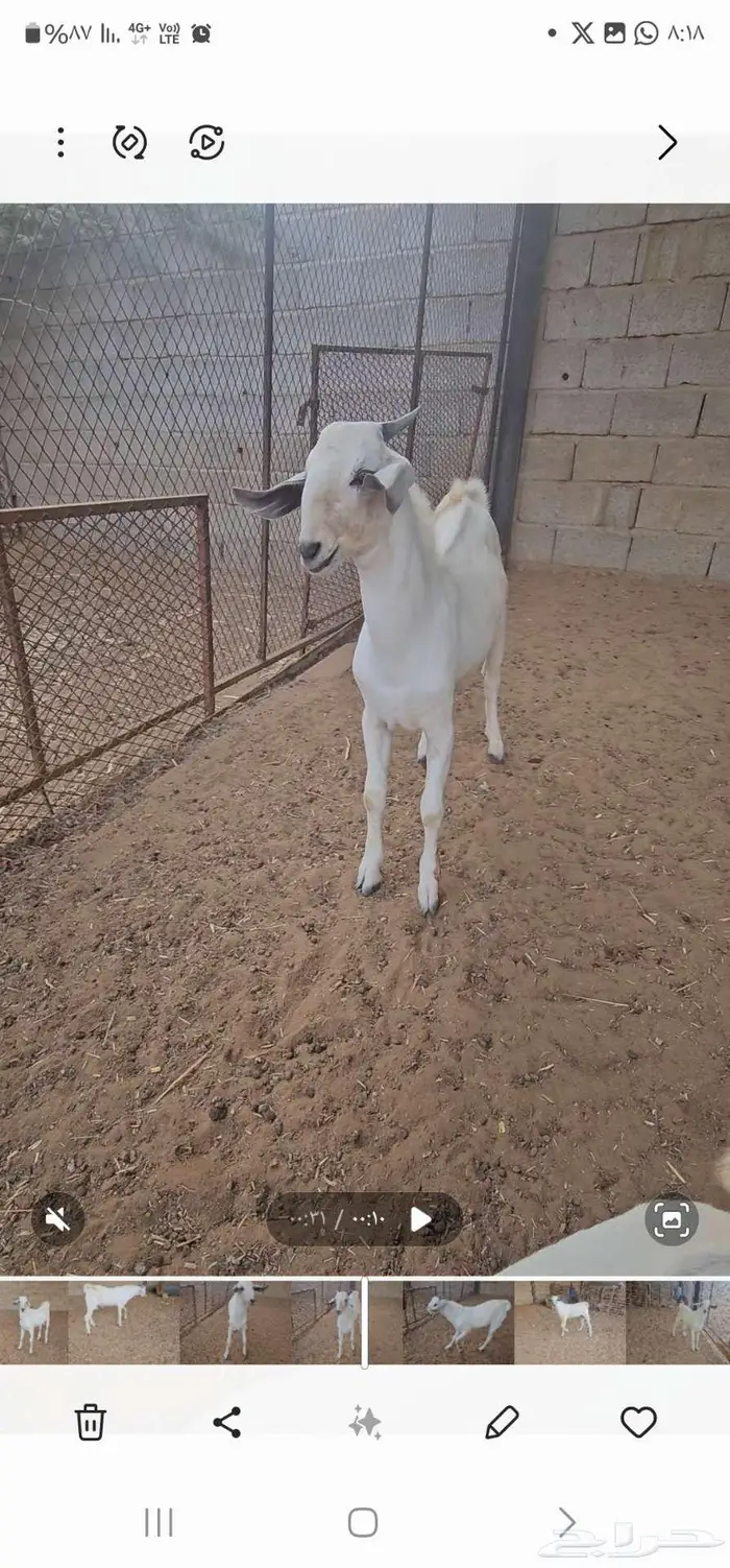 مشروع فحل بيشي فاخر 2