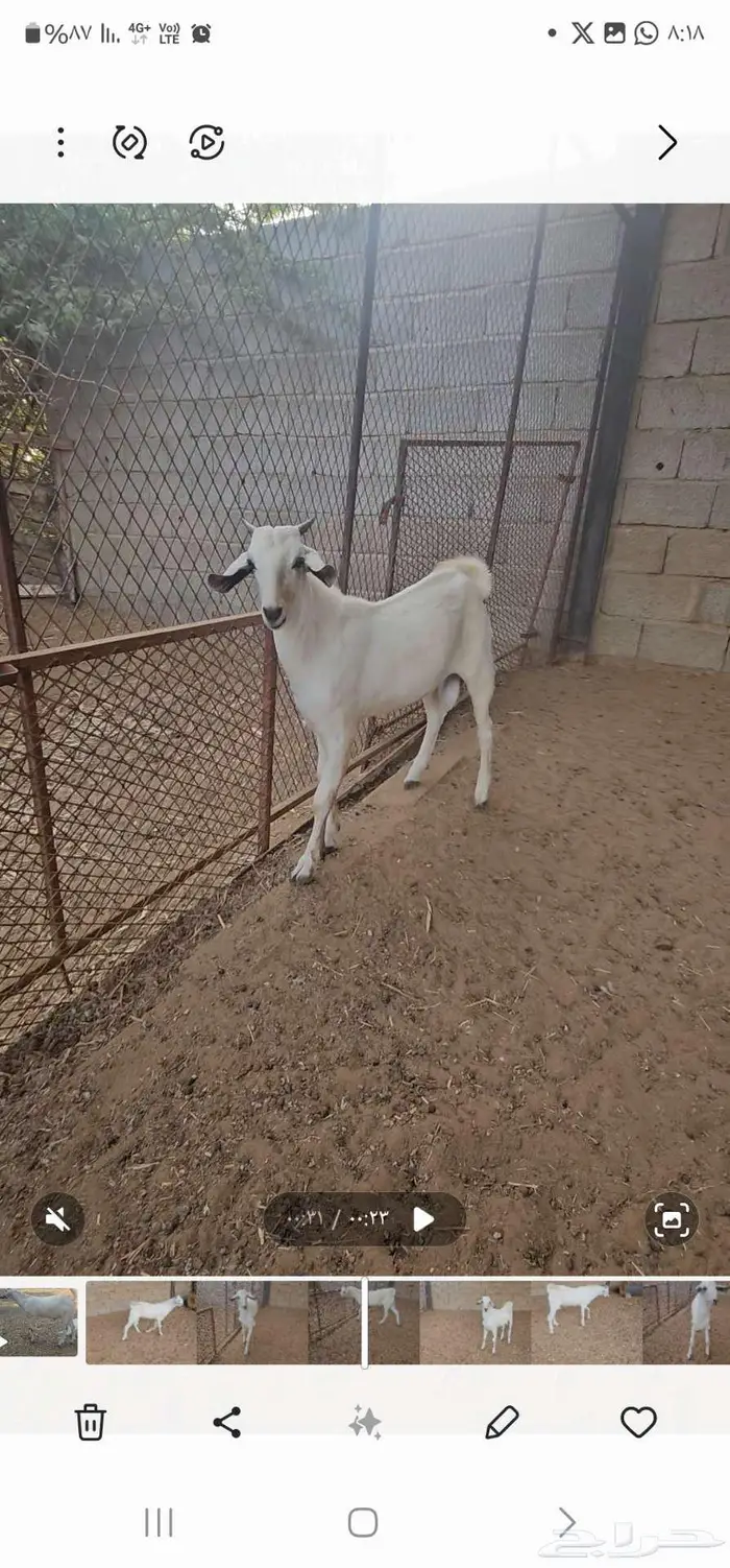 مشروع فحل بيشي فاخر 3