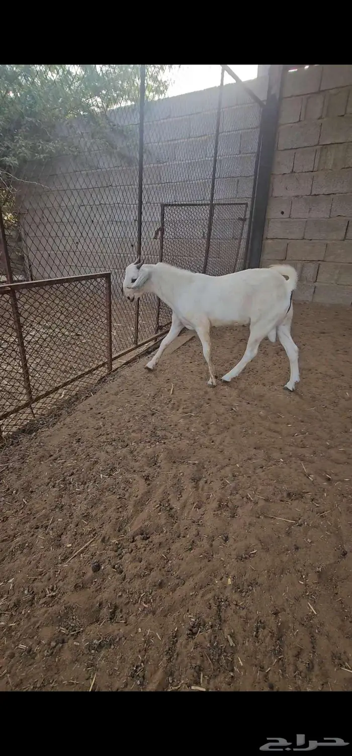 مشروع فحل بيشي فاخر 0