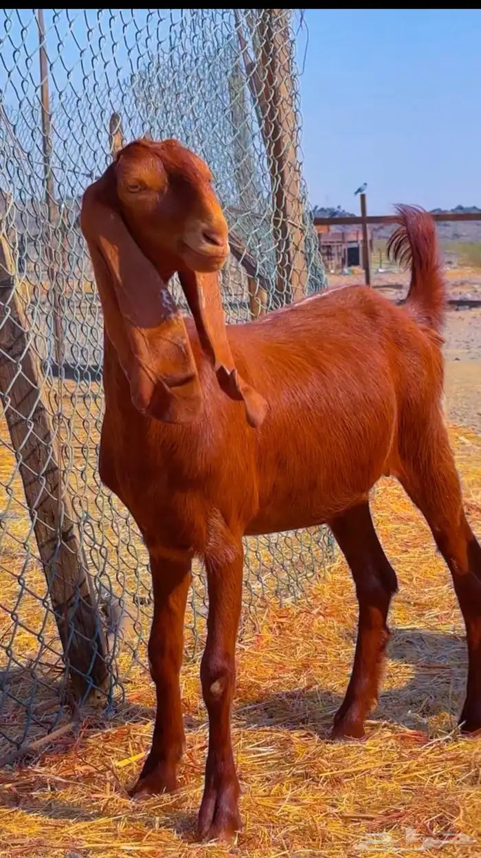 جفار دهم ودبس فواخر 1