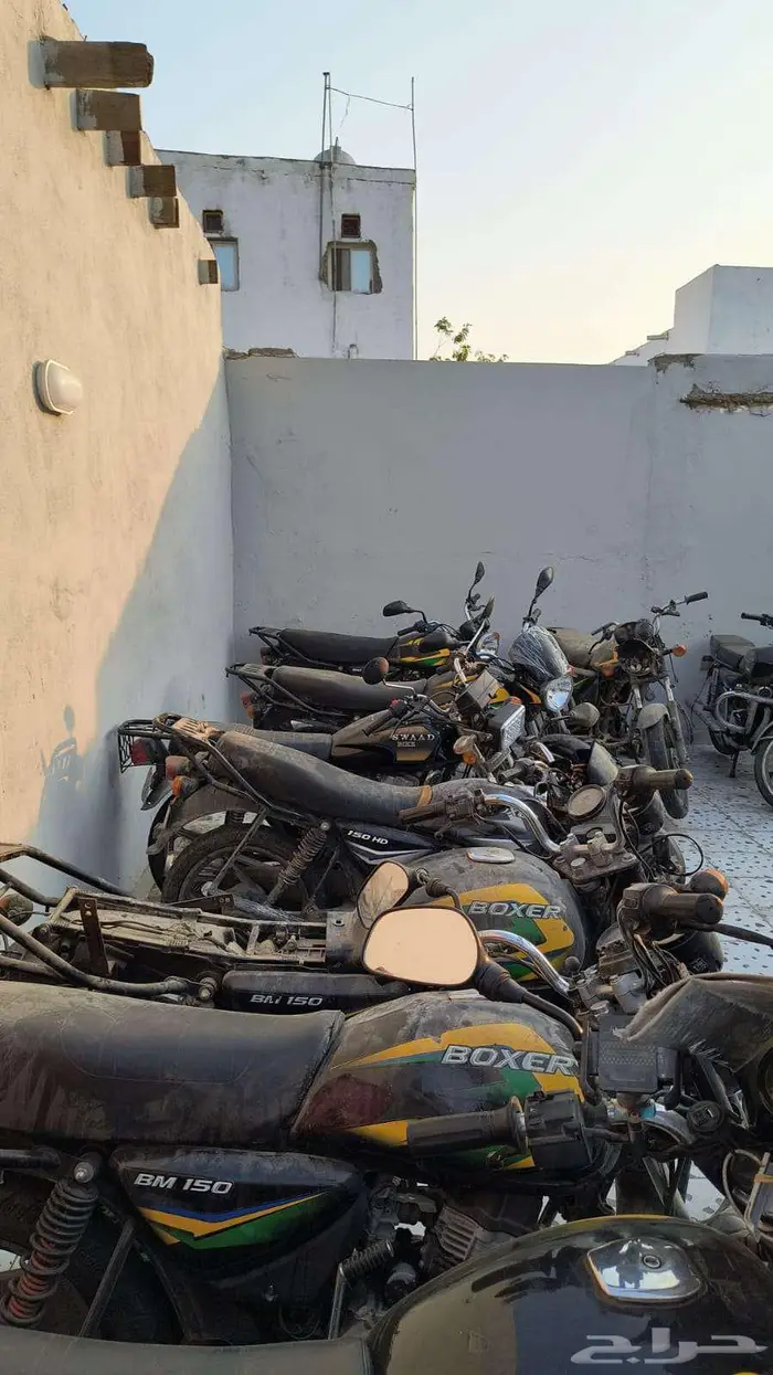 12 دباب للبيع بوكسر هندي واثنين سواد 0