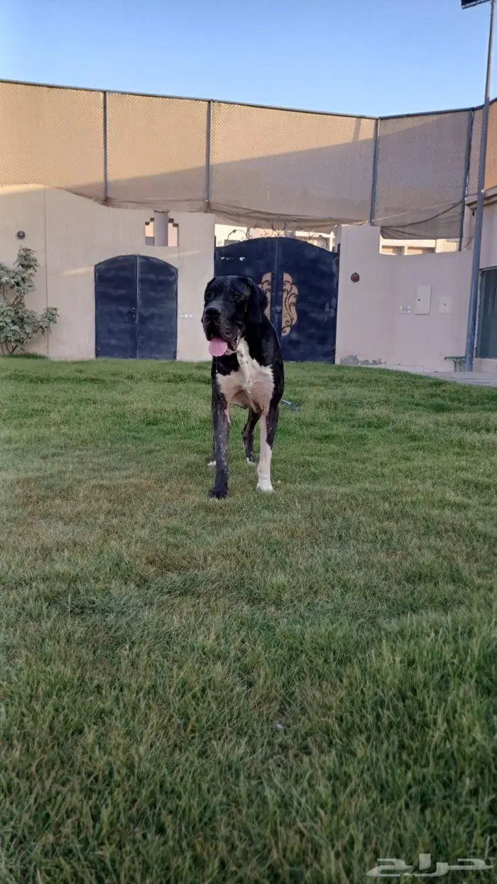 كلب جرين دان 2