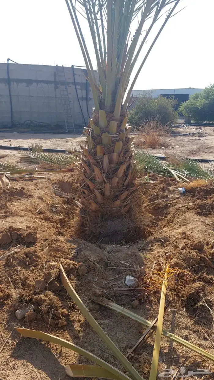 نخل للبيع نخيل اشجار نخيل عربي مثمر 4