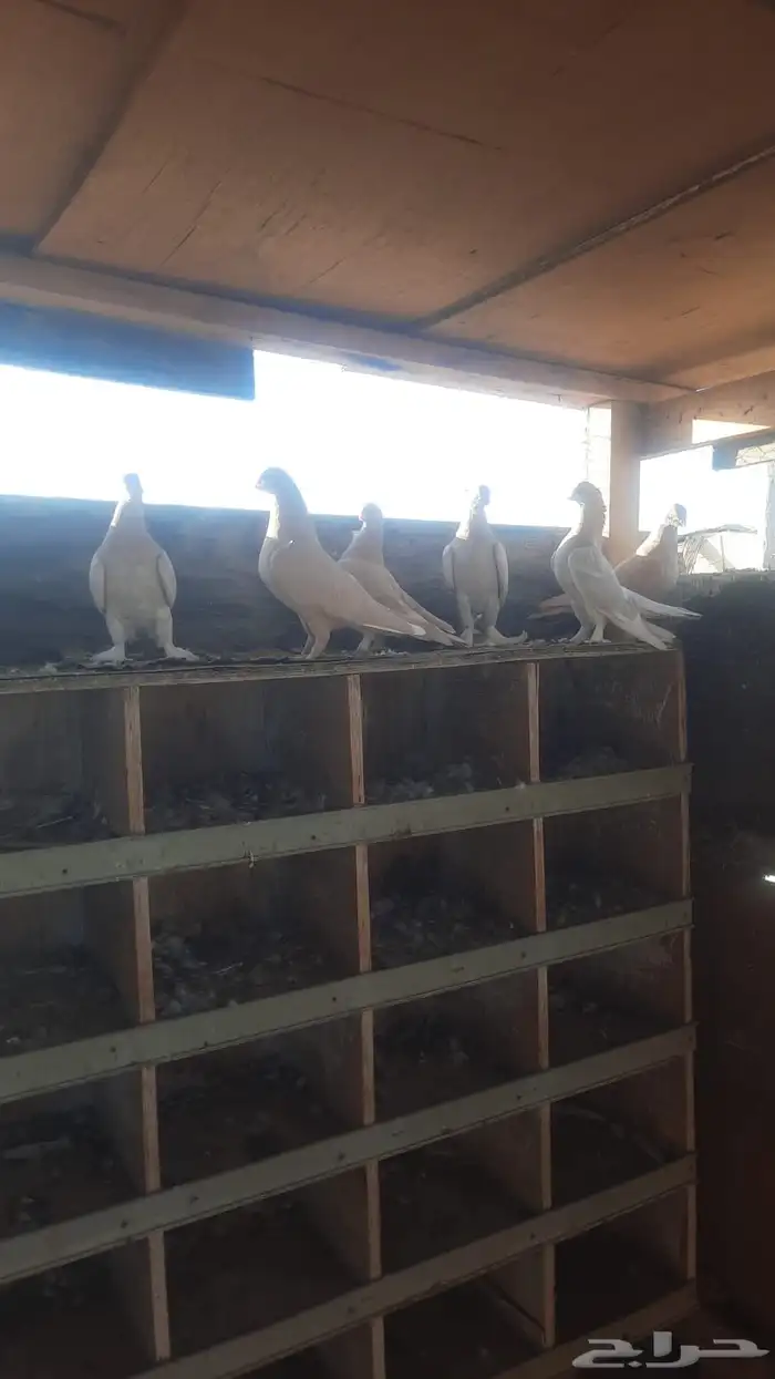 للبيع حمام و دجاج وديك 0