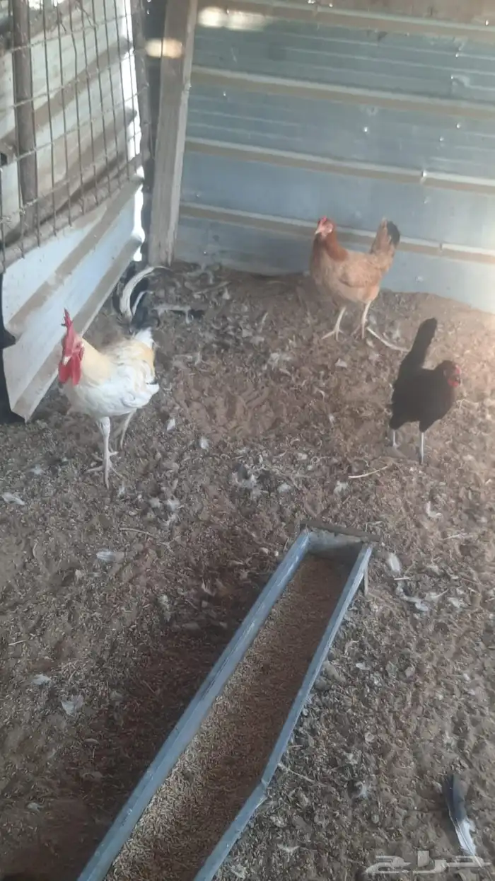 للبيع حمام و دجاج وديك 2