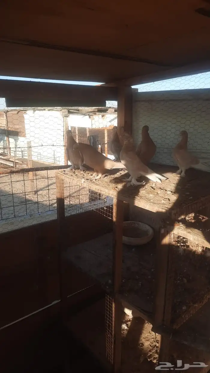 للبيع حمام و دجاج وديك 1