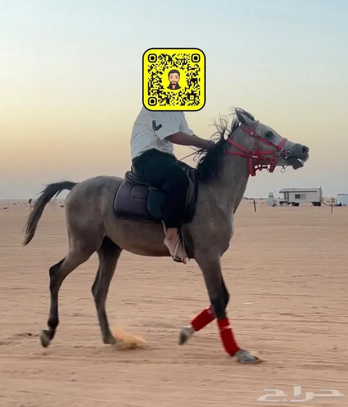 حصان عربي شعبي 0