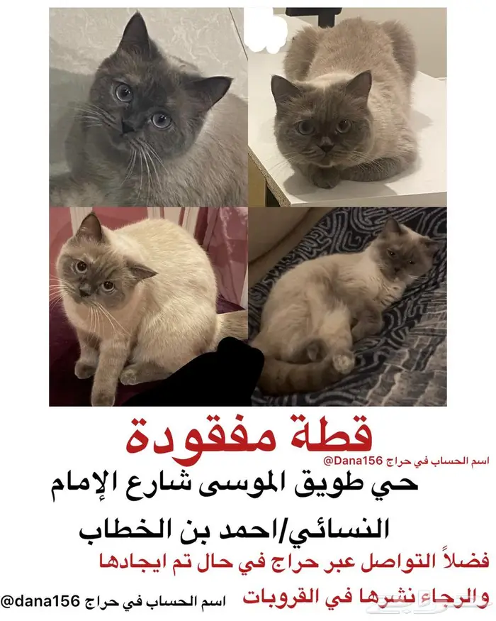 قطة مفقودة في الرياض حي طويق الموسى 0
