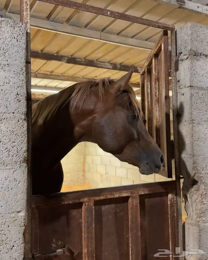 إيواء خيل ملهم 2