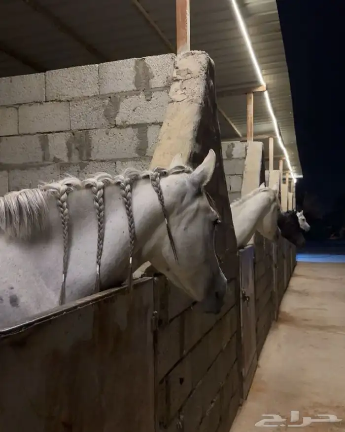 إيواء خيل ملهم 1