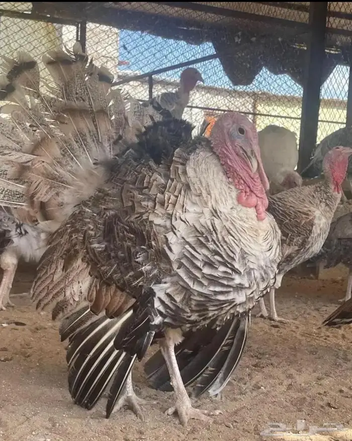 بيض رومي مخصب ملون 4