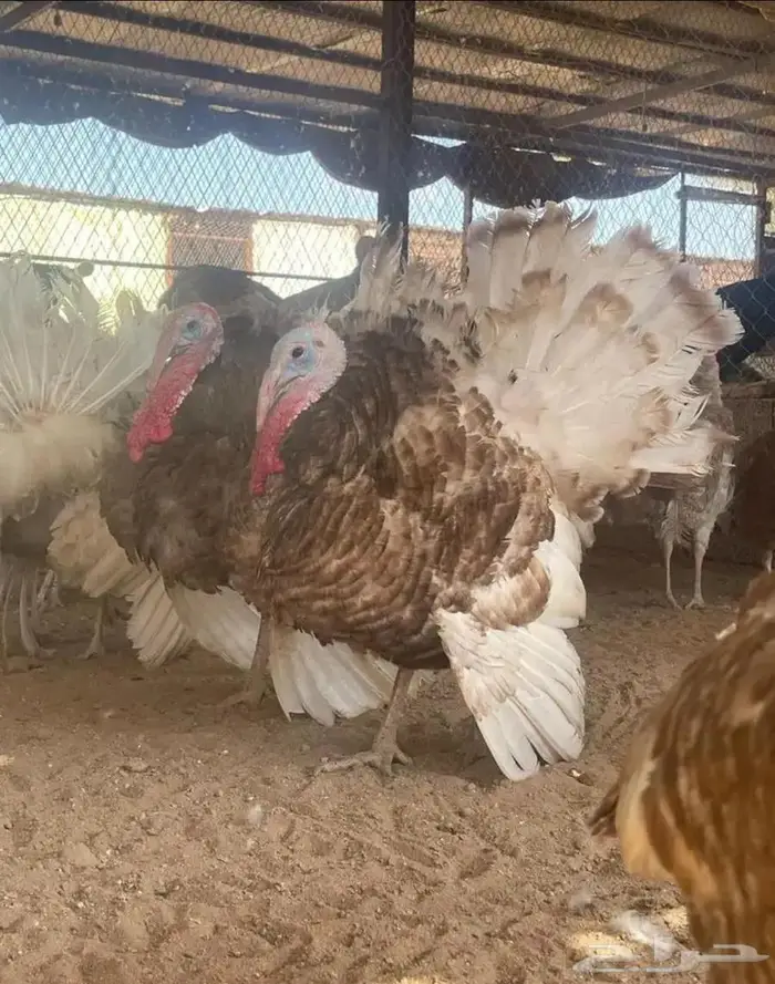 بيض رومي مخصب ملون 5