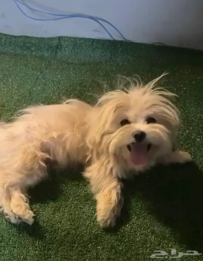 كلب للتبني 0