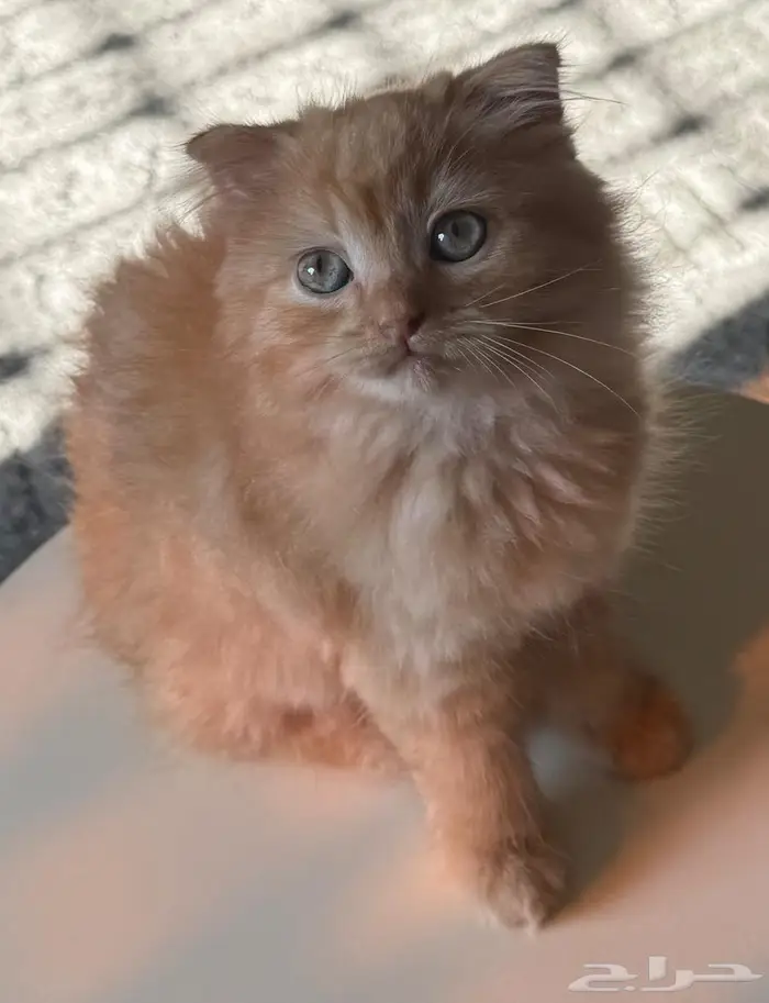 فيفاء مروح 2