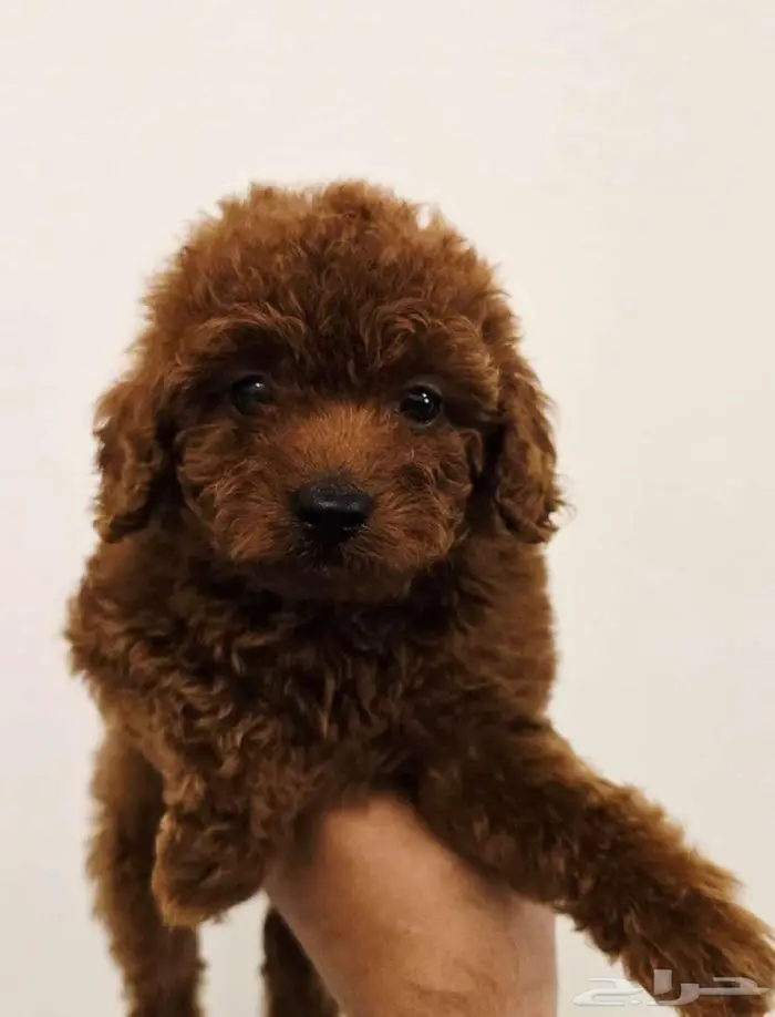 توي بودل براون مستوى عالي 0