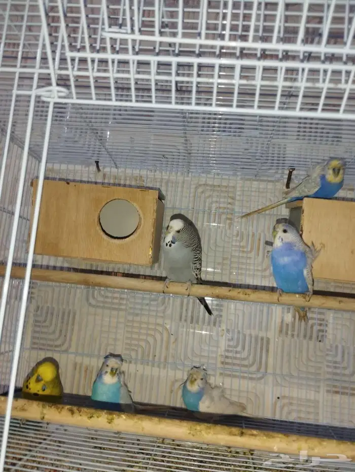 جوزين بادجي هوقن وذكر انجليزي 3