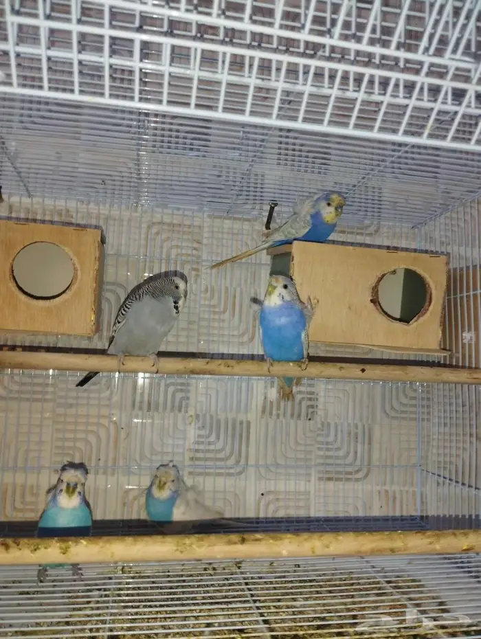 جوزين بادجي هوقن وذكر انجليزي 0