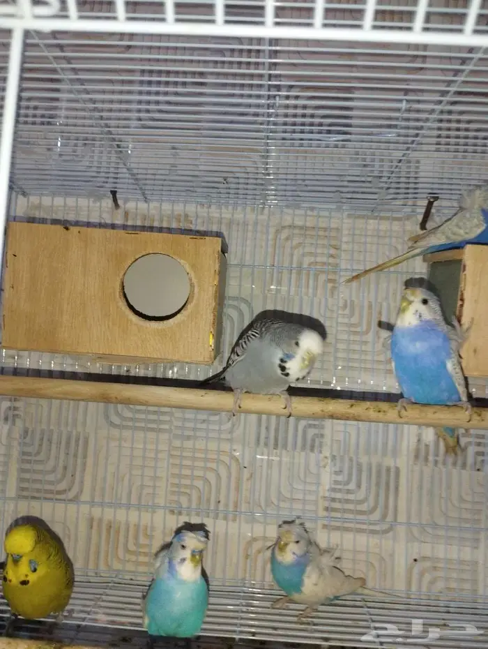 جوزين بادجي هوقن وذكر انجليزي 4