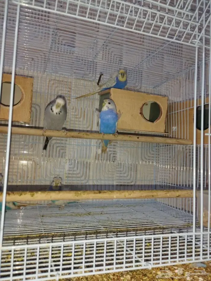 جوزين بادجي هوقن وذكر انجليزي 2