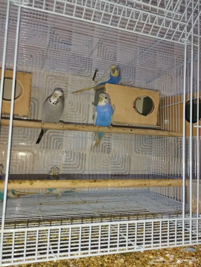 جوزين بادجي هوقن وذكر انجليزي 1