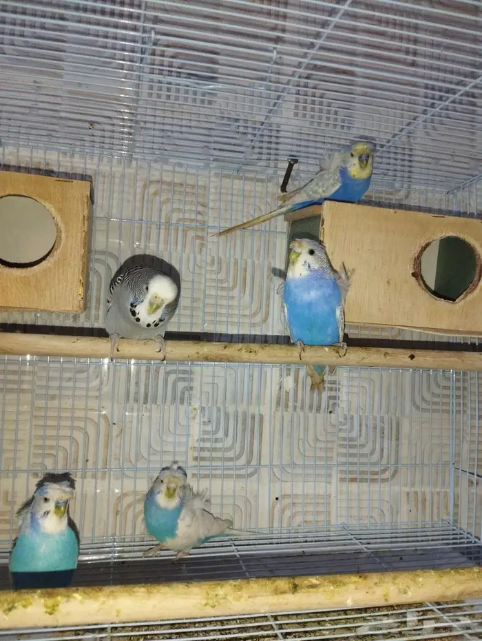 جوزين بادجي هوقن وذكر انجليزي 5