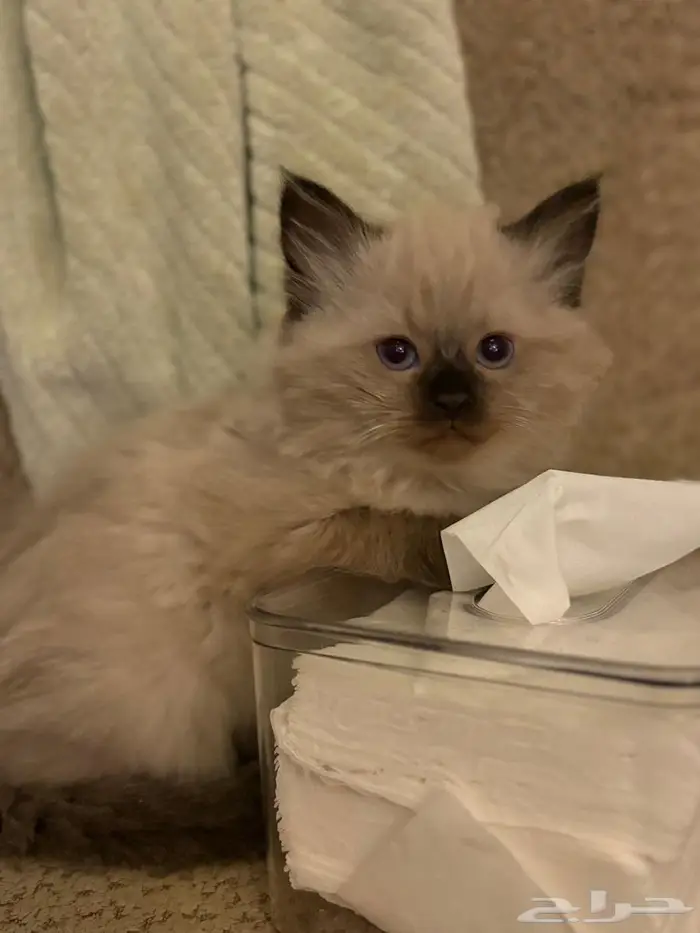 ذكر همالايا 0