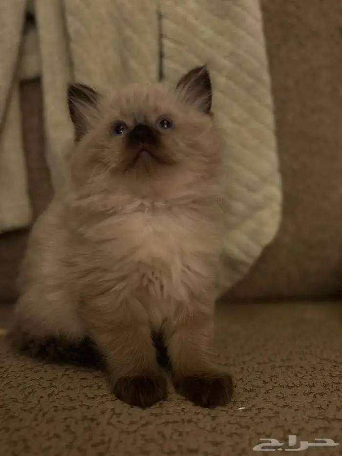 ذكر همالايا 2