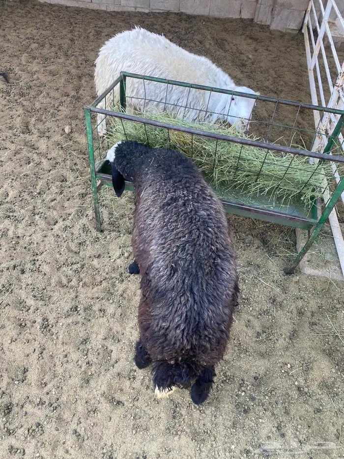 7 خرفان للبيع 3