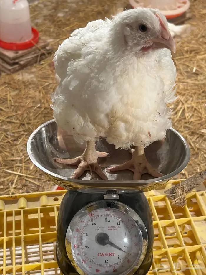 دجاج لاحم للبيع 0