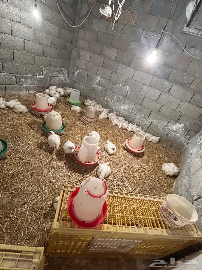 دجاج لاحم للبيع 1