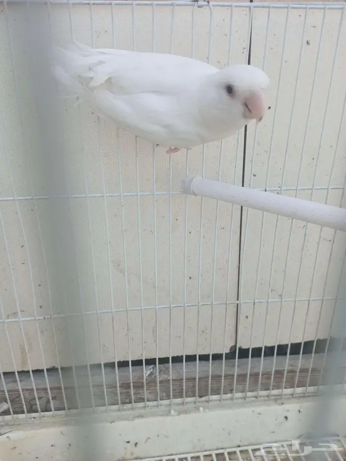 ذكر روز البينو 0