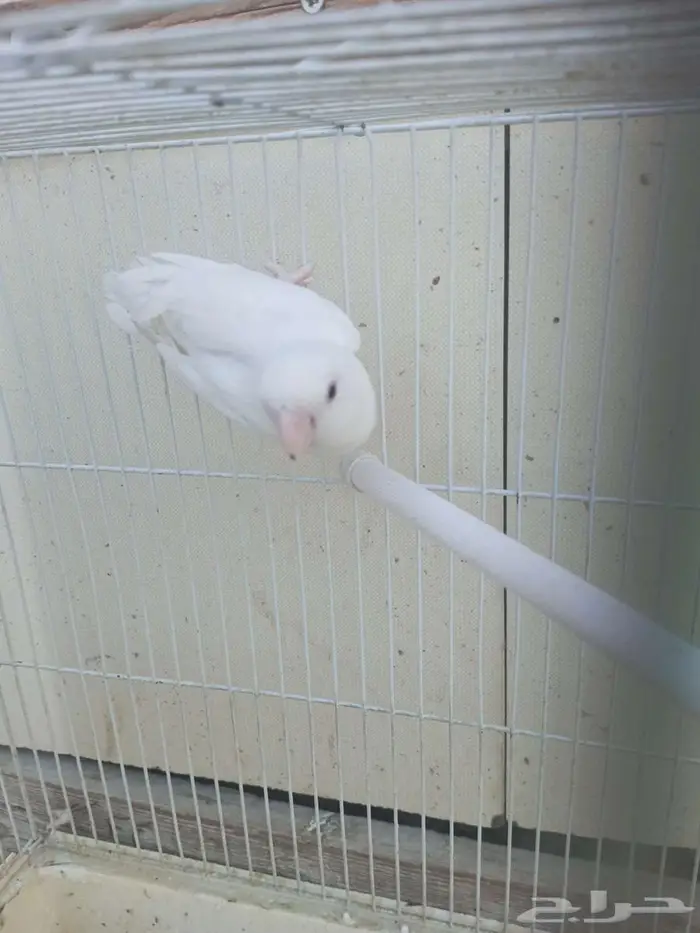 ذكر روز البينو 1