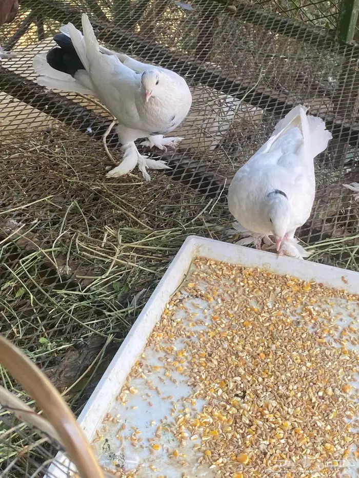 حمام للبيع 2